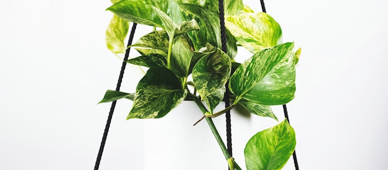 欧洲足球冠军联赛焦点战 - 欧冠比赛场景，球员正在激烈拼抢